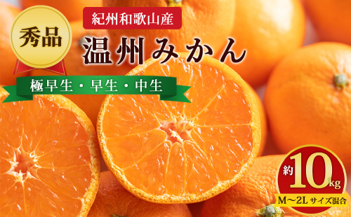 【先行予約】【秀品】紀州和歌山産 温州みかん 約10kg（箱込み） M～2L サイズ混合（極早生・早生・中生） 2724820 - 和歌山県美浜町
