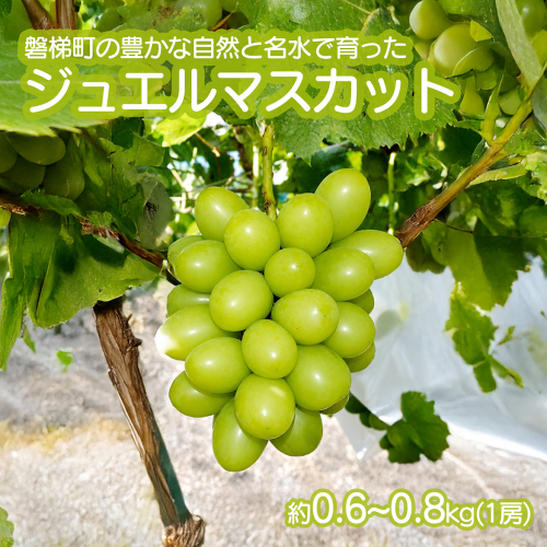 【先行予約】磐梯町産ジュエルマスカット 約0.6～0.8kg（1房）　※2026年9月～10月発送予定　　大粒 種無し 2724930 - 福島県磐梯町
