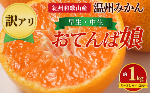 【先行予約】【訳あり】紀州和歌山産 温州みかん「おてんば娘」約1kg（箱込み）S～2L サイズ混合（早生・中生） 2725361 - 和歌山県美浜町