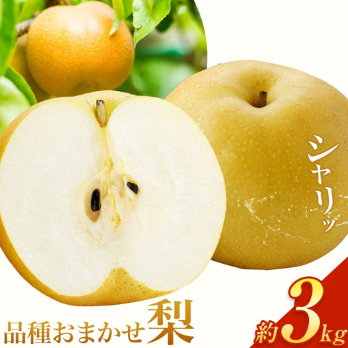 さつま町産 品種おまかせ 梨 3kg 市山梨花園《8月中旬-9月末頃出荷》鹿児島県 さつま町 果物 フルーツ なし ナシ 2725820 - 鹿児島県さつま町