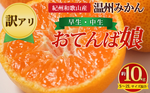 【先行予約】【訳あり】紀州和歌山産 温州みかん「おてんば娘」約10kg（箱込み）S～2L サイズ混合（早生・中生） 2725822 - 和歌山県美浜町