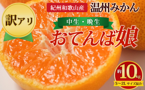 【先行予約】【訳あり】紀州和歌山産 温州みかん「おてんば娘」約10kg（箱込み）S～2L サイズ混合（中生・晩生） 2725828 - 和歌山県美浜町
