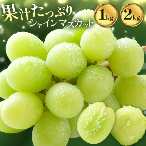 ぶどう シャインマスカット マスカット 1kg または 2kg 《出荷時期をお選びください》 大藏果樹園 フルーツ おやつ 甘い ますかっと シャイン 果物 くだもの 鹿児島県 さつま町 2725861 - 鹿児島県さつま町