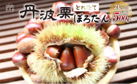 京丹波町岩崎農園の「ぽろたん」500g とれたて栗 京丹波町産 丹波栗 [009IW002L]※北海道・沖縄は配送不可