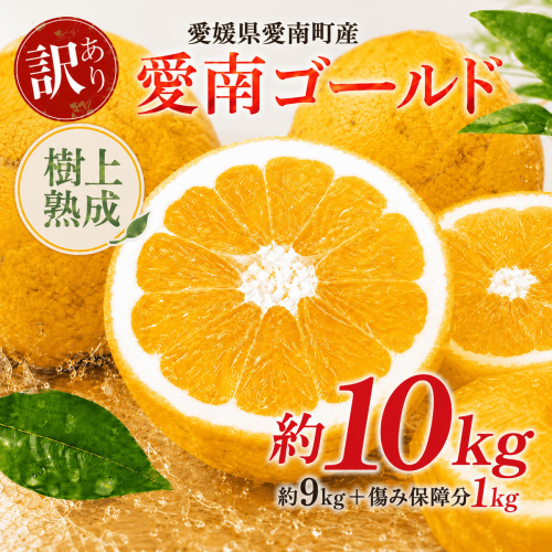 木成り 追熟 訳あり 愛南ゴールド 9kg+傷み保証分1kg 合計約10kg 河内晩柑 柑橘 フルーツ 果物 蜜柑 みかん くだもの mikan 家庭用 傷 不揃い 樹上 熟成 サイズミックス かわち ばんかん かんきつ 和製 グレープフルーツ デザート 果実 果汁 甘い ジューシー おいしい 特産品 国産 農園 直送 産地 直送 資格 大学 イノベーター エニシトラス 愛媛県 愛南町  2725897 - 愛媛県愛南町