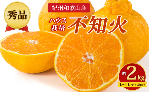 【先行予約】【秀品】紀州和歌山産 ハウス栽培 不知火 約2kg（箱込み）L～4L サイズ混合 2725927 - 和歌山県美浜町