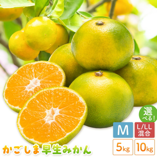 かごしま早生みかん 選べる M L LL サイズ混合 5kg 10kg 田野農園《10月中旬-1月中旬頃出荷》鹿児島県 さつま町 早生 みかん 蜜柑 柑橘 果物 くだもの フルーツ ジューシー 送料無料 2725955 - 鹿児島県さつま町