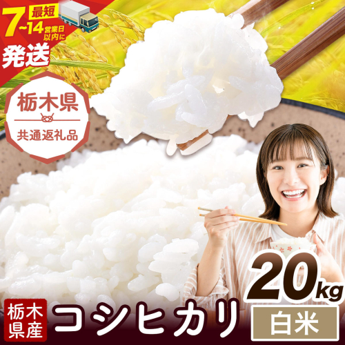 令和7年度産 米 栃木県産 コシヒカリ 白米 20kg《7-14日以内に出荷予定(土日祝除く)》栃木県 野木町 米 白米 精米 国産 お米 おこめ お弁当 おにぎり【栃木県共通返礼品】 2728156 - 栃木県野木町