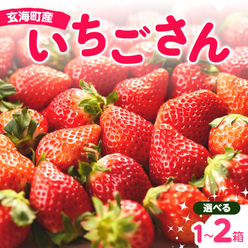 ★予約受付★平川いちご農園 佐賀県玄海町産いちご「いちごさん」12月～5月順次配送 ／ 送料無料 いちご いちごさん 希少 果物 くだもの フルーツ デザート 予約受付 2728400 - 佐賀県玄海町