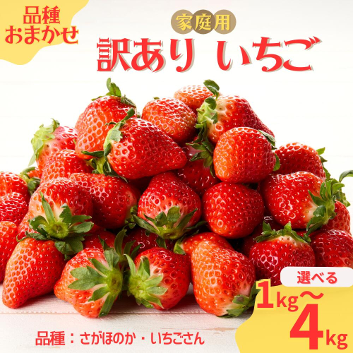 ★予約受付★平川いちご農園【2月～5月 順次配送】玄海町産いちご（家庭用・訳あり）／ 送料無料 いちご さがほのか いちごさん 希少 果物 くだもの フルーツ デザート 予約受付 2728500 - 佐賀県玄海町