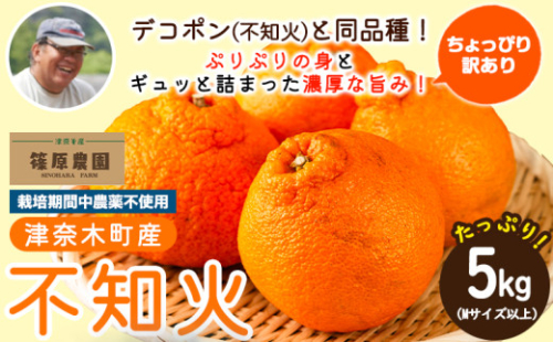 訳あり 不知火 5kg (Mサイズ以上) デコポン と同品種《2027年3月上旬-4月上旬頃出荷》熊本県 葦北郡 津奈木町 篠原農園 訳あり 青果物 フルーツ みかん st-p 2728588 - 熊本県津奈木町