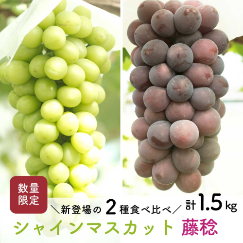【先行予約・2026年8月末】数量限定 食べ比べ！ シャインマスカットと藤稔 合計約1.5kg 産地直送 農家直送 甘い 大きい 種なし ぶどう 果物 2729080 - 高知県日高村