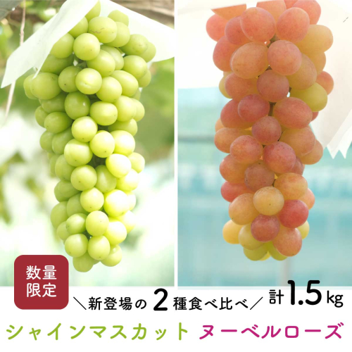 【先行予約・2026年9月】数量限定 食べ比べ！ シャインマスカットとヌーベルローズ 合計約1.5kg 産地直送 農家直送 甘い 大きい 種なし ぶどう 果物 2729083 - 高知県日高村