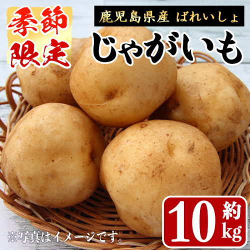 ＜先行予約受付中！2027年1月中旬以降順次発送予定＞ 期間限定！ばれいしょ(10kg) 馬鈴薯 じゃがいも ジャガイモ ポテト イモ 芋 野菜 旬 季節限定 秋馬鈴薯 国産 鹿児島県産 常温 肉じゃが ポテトサラダ フライドポテト 【黒坂青果】akn049-06 2729172 - 鹿児島県阿久根市