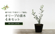 オリーブの苗木4本セット
