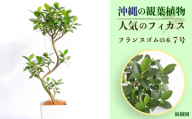 沖縄の観葉植物 人気のフィカス フランスゴム7号　角鉢