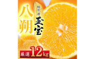 【先行受付】【凛とした苦み】クセになる旨み【八朔】12kg　愛媛県産【64-100】【1751167】ふるさと納税 果物 くだもの はっさく 八朔 みかん ミカン 蜜柑 柑橘 フルーツ 選べる 3.5kg 6kg 12kg 内容量 期間限定 季節限定 特産品 YWTY092