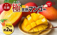 高級マンゴー　極２kg【熱帯資源植物研究所】