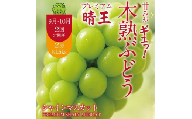【2回定期便】木熟ぶどう ハレノシャイン シャインマスカット プレミアム  晴王 2房 (1.6kg以上)2回お届け | シャインマスカット 晴王 ハレノシャイン 木熟ぶどう プレミアム 800g以上 1房 岡山県産 ぶどう 葡萄 大房 高糖度 甘い 種なし 皮ごと食べられる フルーツ 果物 人気 産地直送