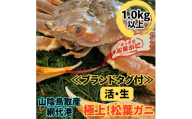 ＜さかなや新鮮組＞鳥取県産 ブランドタグ付き 活 極上松葉ガニ(1.0kg以上) 1枚【1759410】