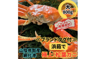 ＜さかなや新鮮組＞鳥取県産 ブランドタグ付き 浜茹で松葉ガニ(大)800g以上 1枚 漁港直送【1759415】