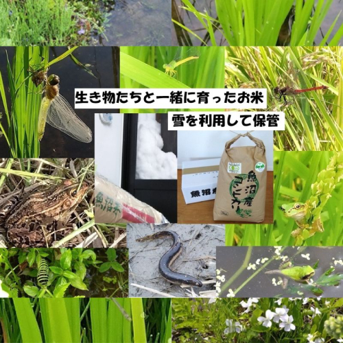 【魚沼ブランド】玄米5kg 3ヶ月毎に全4回お届け【有機栽培・生態系保全・再生可能エネルギー・エコファーマー・生産工程管理】魚沼産コシヒカリ 2732866 - 新潟県魚沼市