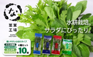 【先行予約】 葉野菜 サラダ 4種セット 春菊 みずな ほうれん草 ルッコラ (2026年11月～発送) | ほうれんそう ホウレンソウ 水菜 ミズナ 生食 野菜 セット 新鮮 健康 人気 おすすめ 高知県 南国市