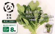 葉野菜 若採り サラダ ほうれん草 ジュニア | ベビー ほうれんそう ホウレンソウ 水菜 ミズナ 生食 野菜 セット 新鮮 健康 人気 おすすめ 高知県 南国市