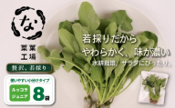 葉野菜 若採り サラダ ルッコラ ジュニア | ベビー ほうれんそう ホウレンソウ 水菜 ミズナ 生食 野菜 セット 新鮮 健康 人気 おすすめ 高知県 南国市