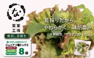 葉野菜 若採り サラダ 3種ミックス ルッコラ ほうれん草 みずな なっぱトリオジュニア | ベビー ほうれんそう ホウレンソウ 水菜 ミズナ 生食 野菜 セット 新鮮 健康 人気 おすすめ 高知県 南国市