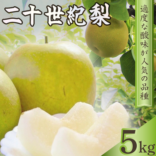 梨 二十世紀梨 約5kg（13玉前後） 2733607 - 京都府京丹後市
