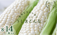 2027年 先行予約 牛窓産 とうもろこし  うしまどんな（8～14本入り） まるでフルーツ！ 生で甘い、茹でて美味い！ 白色とうもろこし 約3kg 野菜 ホワイトコーン 夏野菜 おやつ 間食 お弁当 バーベキュー BBQ 髙田農園