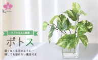 倒してもこぼれないお水 癒しのグリーン「ポトス」光触媒