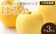 [小林果樹園] 福島県伊達市産 黄色いりんご はるか 約3kg F21C-534