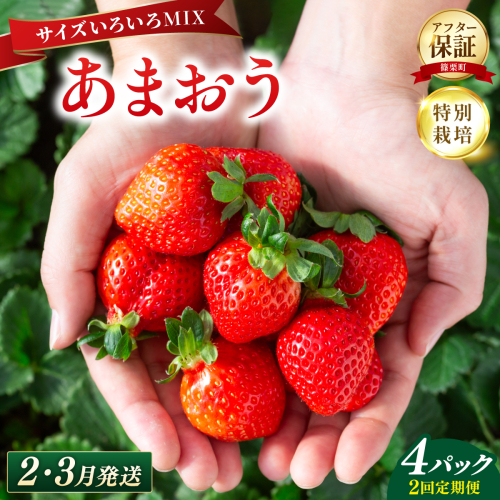 いちご 福岡県産 特別栽培 あまおう サイズいろいろMIX 約1140g（約285g×4パック）【2回定期便（2～3月発送）】| 農園直送 アフター保証 先行予約 福岡産 送料無料 ケーキ ギフト お祝い 限定 季節限定 UN022 2734914 - 福岡県篠栗町