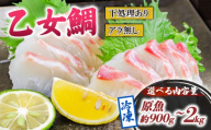乙女 鯛 1尾 ロイン 原魚 約 1.3kg ～ 約 1.5kg 冷凍 ブランド 真鯛 タイ 産地直送 新鮮 切り身 刺身 刺し身 さしみ カルパッチョ 煮付け 鯛めし 鯛茶漬け 鯛しゃぶ しゃぶしゃぶ 高級魚 鮮魚 海鮮 かいせん 魚 魚介 高知県 須崎市 ks048