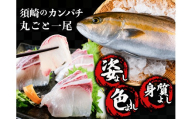 カンパチ丸ごと１本(セミドレス） 新鮮 高知県産 勘八 かんぱち 刺身 さしみ タタキ 切り身 お刺身用 養殖 活け締め 冷凍 海の幸 海鮮 魚介 グルメ カマ焼き あら汁 内祝い 食べ方いろいろ おつまみ お取り寄せ ギフト 贈答 お祝い 黒潮 産地直送 高知県 須崎市