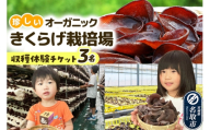 珍しいオーガニックきくらげ栽培場 収穫体験×3名様【簡易書留】 体験 見学 オーガニック 有機栽培 国産 [収穫体験 工場見学 生きくらげ 試食 希少 名取市 ビニールハウス 食育 農業体験 加工品]