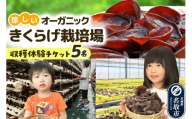 珍しいオーガニックきくらげ栽培場 収穫体験×5名様【簡易書留】 体験 見学 オーガニック 有機栽培 国産 [収穫体験 工場見学 生きくらげ 試食 希少 名取市 ビニールハウス 食育 農業体験 加工品]