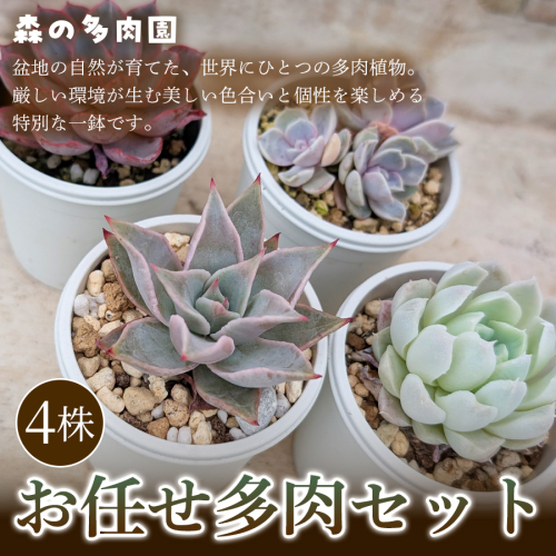 【初めての方にも育てやすい】色づきの美しい多肉植物お任せ多肉セット（4株）  1セット 多肉植物 多肉 植物 家庭菜園 初心者 簡単 厳選 無加温  美しい ハウス 色鮮やか 輸入苗 名張市特有 盆地気候 三重県 名張市 2738912 - 三重県名張市