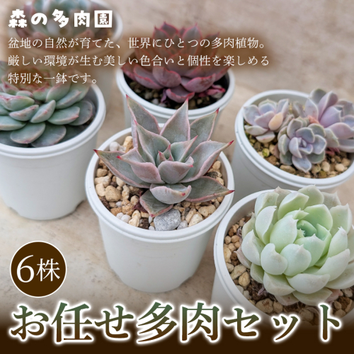 【初めての方にも育てやすい】色づきの美しい多肉植物お任せ多肉セット（6株）  1セット 多肉植物 多肉 植物 家庭菜園 初心者 簡単 厳選 無加温  美しい ハウス 色鮮やか 輸入苗 名張市特有 盆地気候 三重県 名張市 2738913 - 三重県名張市