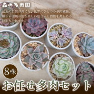 【初めての方にも育てやすい】色づきの美しい多肉植物お任せ多肉セット（8株）  1セット 多肉植物 多肉 植物 家庭菜園 初心者 簡単 厳選 無加温  美しい ハウス 色鮮やか 輸入苗 名張市特有 盆地気候 三重県 名張市