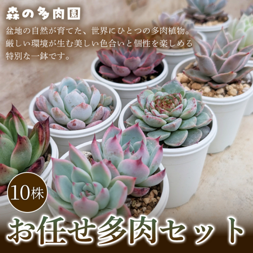 【初めての方にも育てやすい】色づきの美しい多肉植物お任せ多肉セット（10株）  1セット 多肉植物 多肉 植物 家庭菜園 初心者 簡単 厳選 無加温  美しい ハウス 色鮮やか 輸入苗 名張市特有 盆地気候 三重県 名張市 2738915 - 三重県名張市