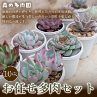 【初めての方にも育てやすい】色づきの美しい多肉植物お任せ多肉セット（10株）  1セット 多肉植物 多肉 植物 家庭菜園 初心者 簡単 厳選 無加温  美しい ハウス 色鮮やか 輸入苗 名張市特有 盆地気候 三重県 名張市