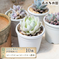 【伊賀焼の鉢がセット】色づきの美しい多肉植物・お任せ多肉セット（10株）・伊賀焼　スリット入りオリジナル陶器鉢 3号 1セット 多肉植物 多肉 植物 家庭菜園 初心者 簡単 伊賀焼 陶器鉢 美しい 色鮮やか 三重県 名張市
