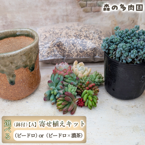 【届いてすぐ楽しめる！】多肉を育ててみたい方へのセット商品寄せ植えキット（鉢付）【A】 ・苗・土・伊賀焼オリジナル陶器鉢2.5号 1セット 多肉植物 家庭菜園 伊賀焼 陶器鉢 土 苗 初心者 簡単 色鮮やか 三重県 名張市 2738920 - 三重県名張市