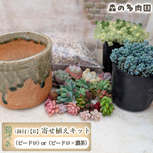 【届いてすぐ楽しめる！】多肉を育ててみたい方へのセット商品寄せ植えキット（鉢付）【B】 ・苗・土・伊賀焼オリジナル陶器鉢3.0号 1セット 多肉植物 家庭菜園 伊賀焼 陶器鉢 土 苗 初心者 簡単 色鮮やか 三重県 名張市 2738921 - 三重県名張市