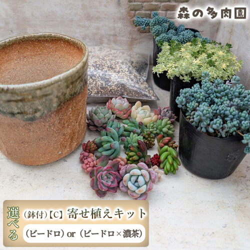 【届いてすぐ楽しめる！】多肉を育ててみたい方へのセット商品寄せ植えキット（鉢付）【C】 ・苗・土・伊賀焼オリジナル陶器鉢3.5号 1セット 多肉植物 家庭菜園 伊賀焼 陶器鉢 土 苗 初心者 簡単 色鮮やか 三重県 名張市 2738922 - 三重県名張市