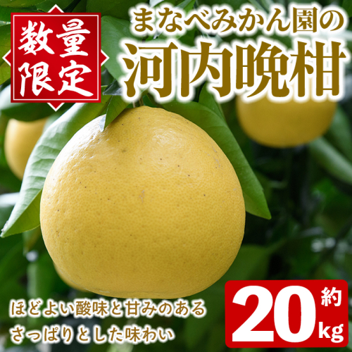 ＜先行予約受付中！2027年3月中旬以降順次発送予定＞まなべみかん園の河内晩柑(約20kg) 国産 鹿児島県産 阿久根市産 柑橘類 果物 フルーツ 期間限定 数量限定 デザート 贈答用 ギフト 【有限会社まなべみかん園】akn034-20 2738938 - 鹿児島県阿久根市