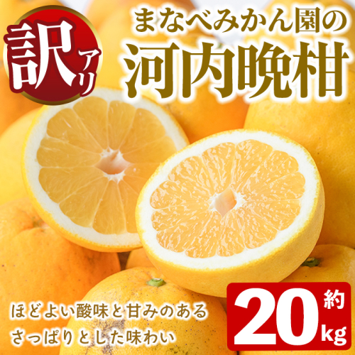 ＜先行予約受付中！2027年3月中旬以降順次発送予定＞訳あり！まなべみかん園の河内晩柑(約20kg) 国産 鹿児島県産 阿久根市産 柑橘類 果物 フルーツ 期間限定 数量限定 デザート 【有限会社まなべみかん園】akn034-21 2738942 - 鹿児島県阿久根市